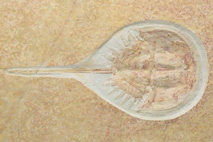 Horseshoe Crab (Mesolimulus) Fossil - Solnhofen Limestone #227330